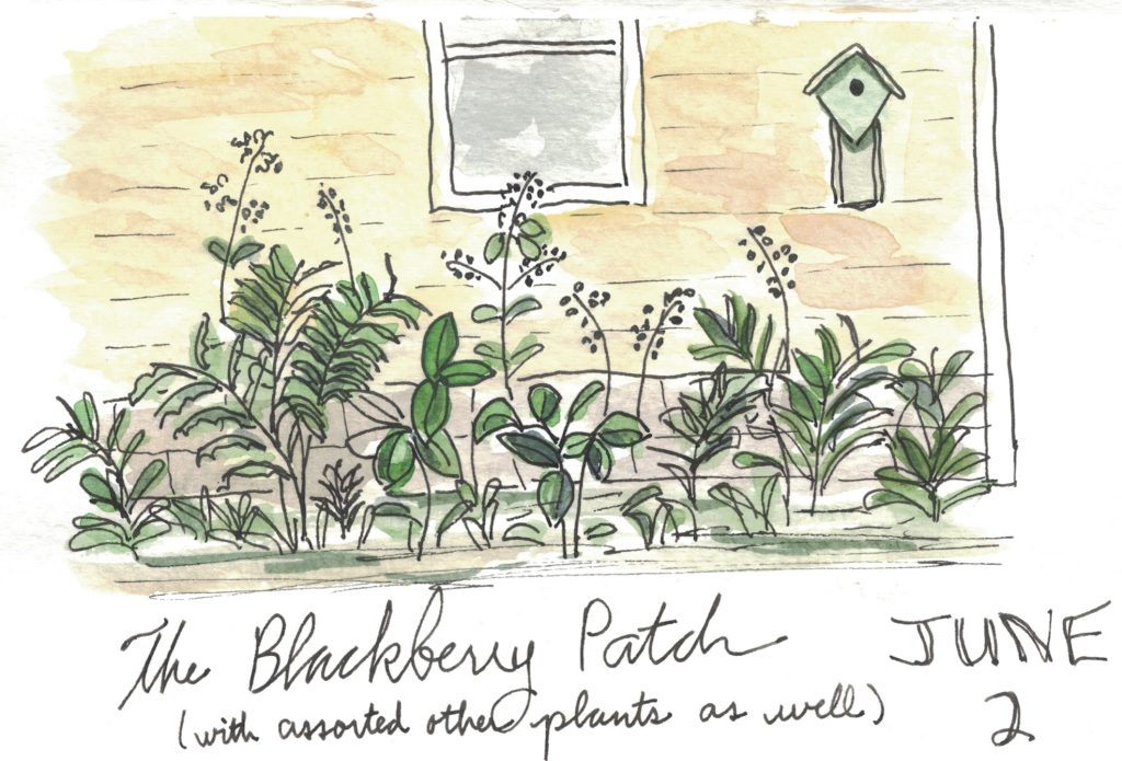 blackberry patch